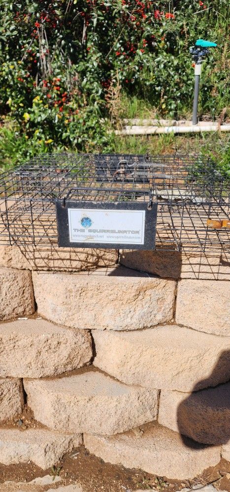 Squirel Cage