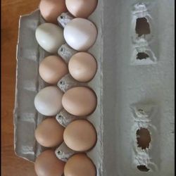 Free Range Eggs