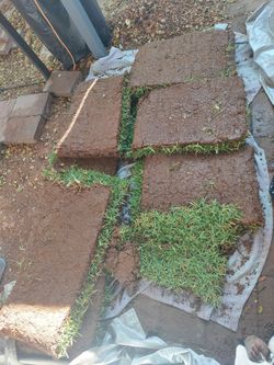 Sod Rolls- St. Augustine $60