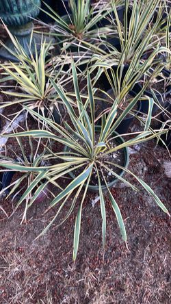Variegated yucca plants