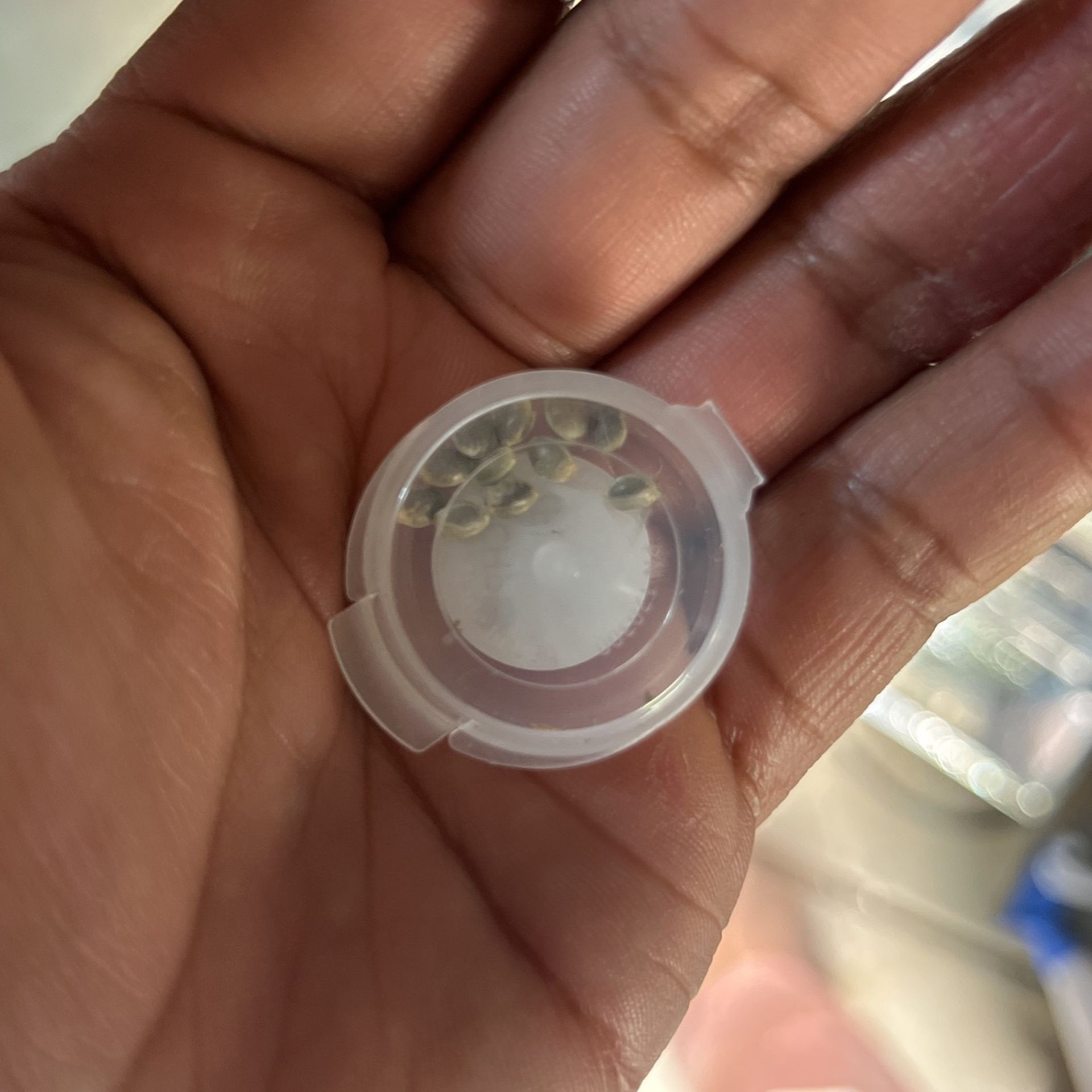 Non Feminized Seeds (souvenirs)