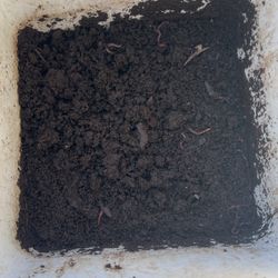 Red Wrigglers For Compost