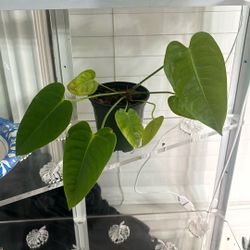 Anthurium veitchii (King Anthurium, Wide Form) 