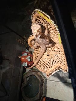 Breaded dragon