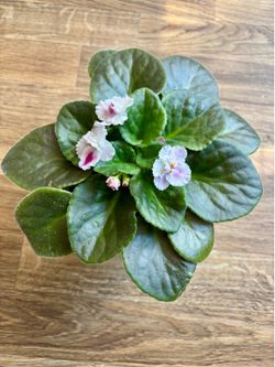 African Violet with ceramic pot