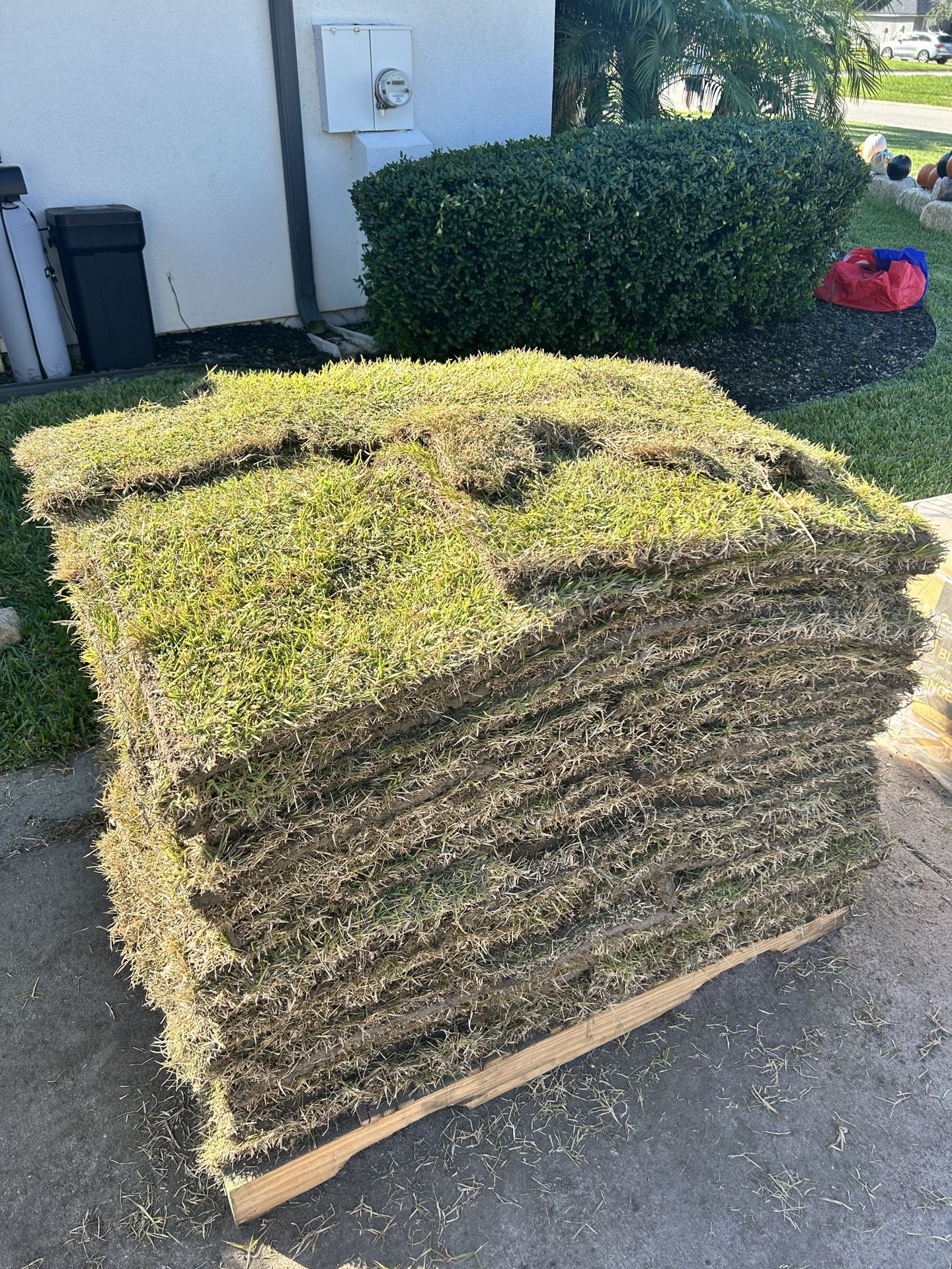 Zeon Zoysia Sod For Sale