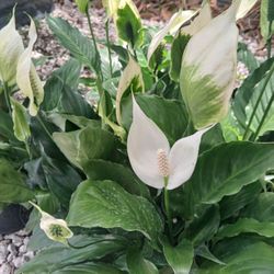 Peace Lily Sale‼️$15🤍
