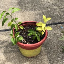 house plants  orange 
