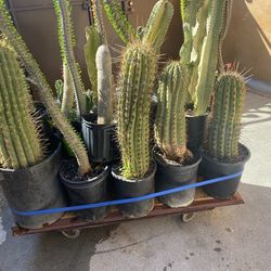 CACTUSES AND SUCCULENTS