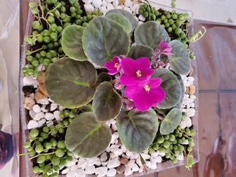 África Violet plant with teardrops