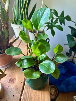 Mini rubber plant