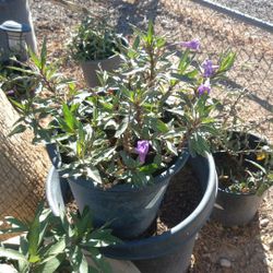 Beautiful Mexican Petunia $10