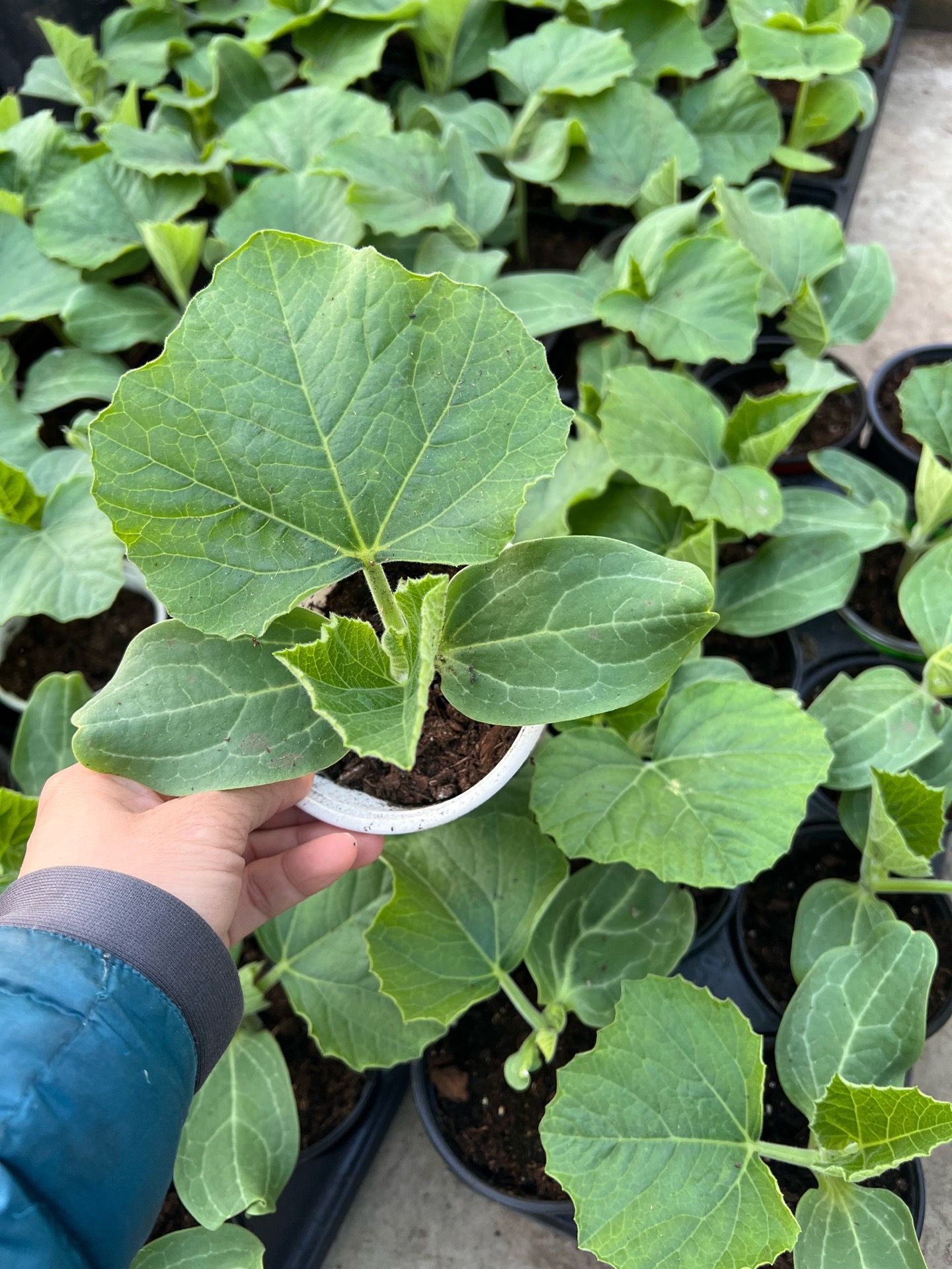 Asian gourd plant (bau, opo)