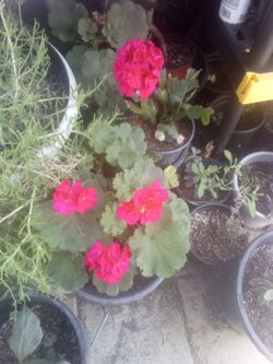 Flowers and succulents