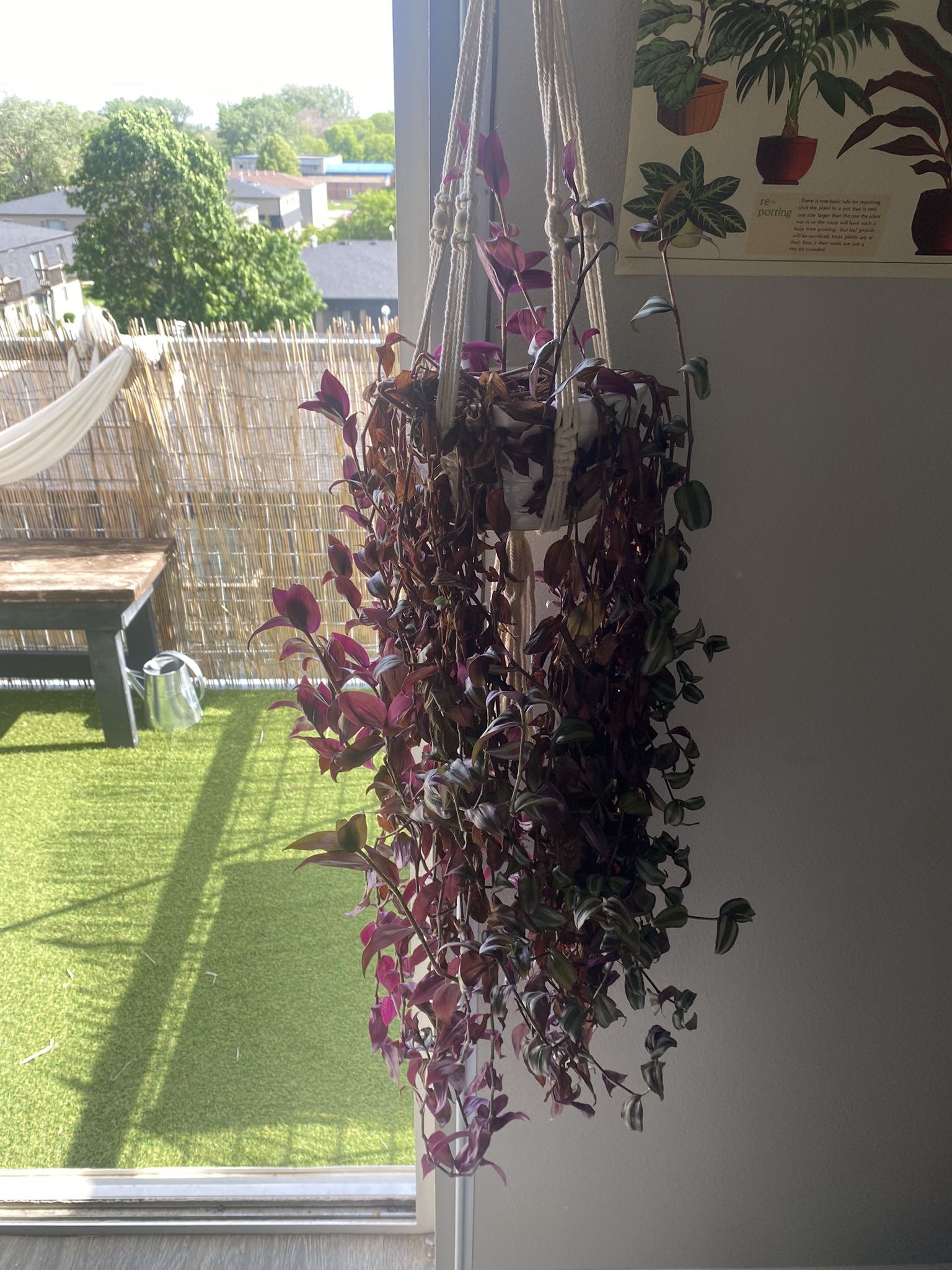 Purple Zebra Plant Large