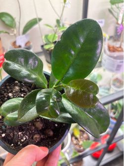 Hoya Australis