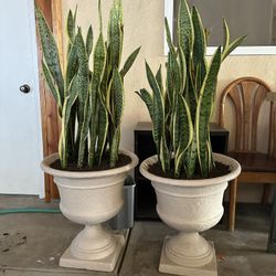Snake Plants