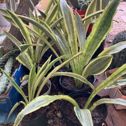 RARE Snake Plants / Mother-in-law’s Tongue - Sansiviera