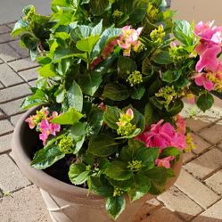 Hydrangea In Pot 