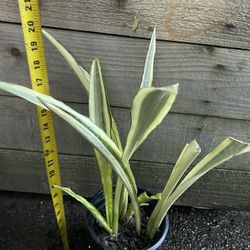 6” Pot Snake Plant, Exact 2 Plants In Pics, $15each Price Firm 95820