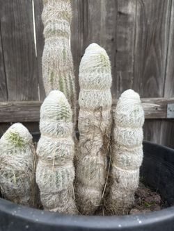 Large Old Man Cactus 🌵 Well Rooted In 15 Gallon Pot, Large White Fuzzy Cactus Old Man Large Desert Plant 