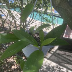 Assorted Hoyas In Hanging Baskets