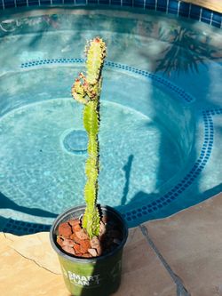 African Milk Tree (Euphorbia trigona)