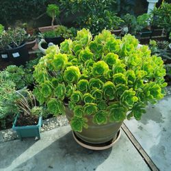 Beautiful  tree roses succulent 10 yrs old aeomium blushing  beauty buy 2  get one Free