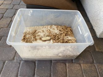 Mealworm Farm Hundreds Of Mealworms
