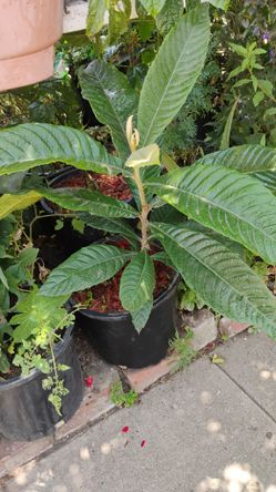Loquat Fruit Tree: Nispero