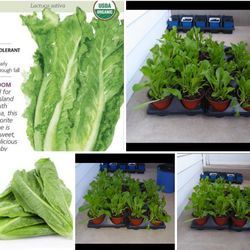 Lettuce organic plants $3-$4 Each pot with5-8 Plants in