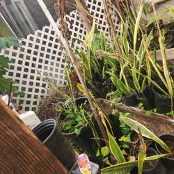 Bulk Snake Plants. 50 Pots. Some Large Some  Medium