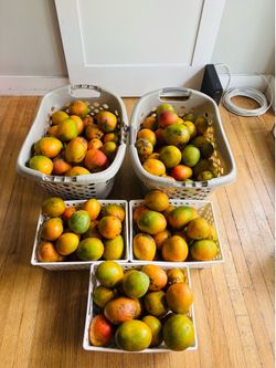 Mangos