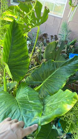 Planta oreja de elefante