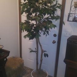 Ficus Tree Artificial! In White Basket!