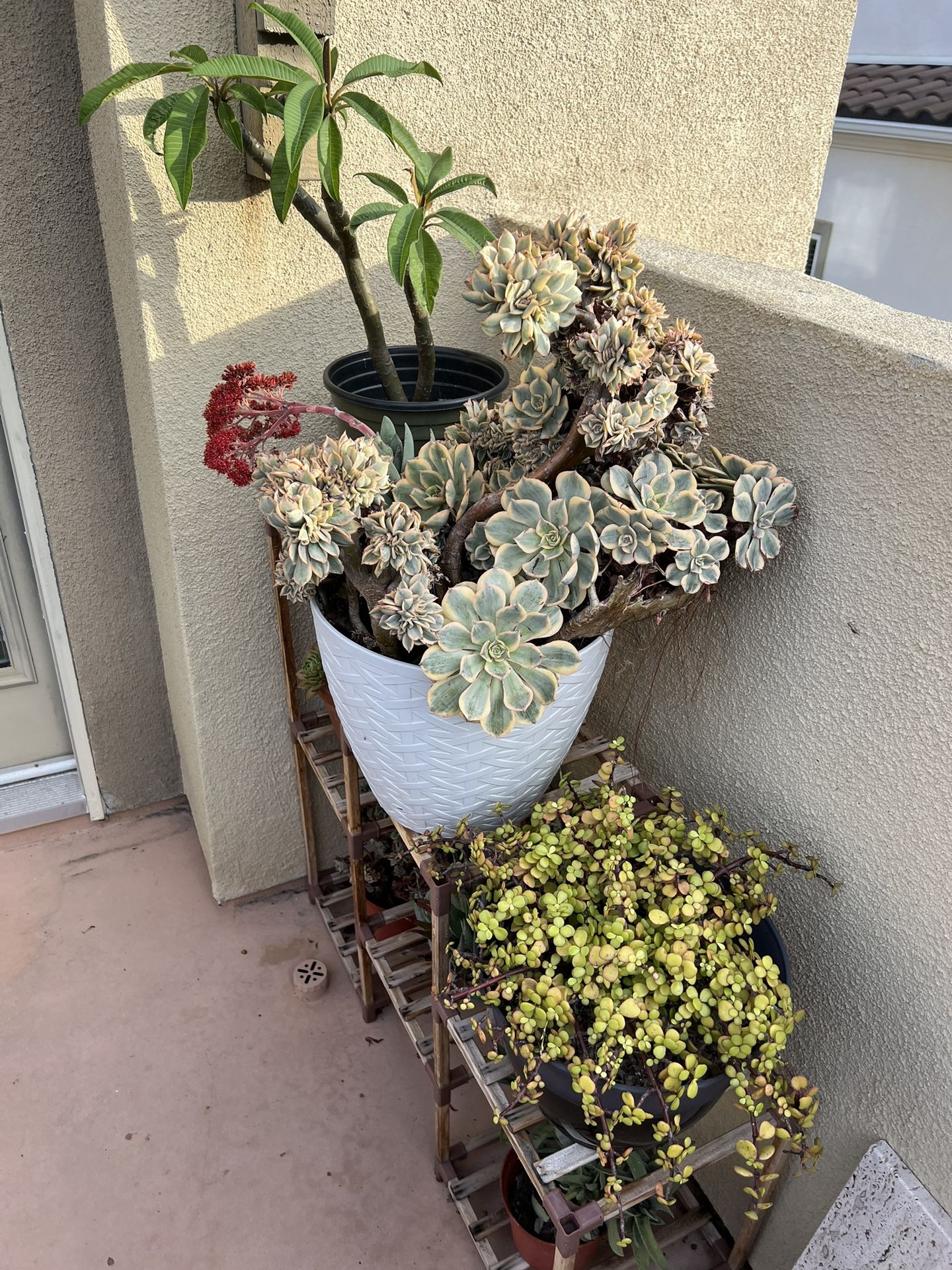 Plant Sale!