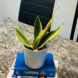 Sensevieria plant in Ceremic pot