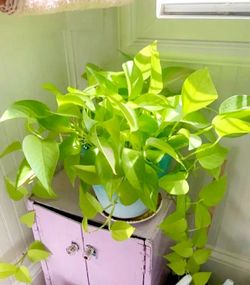Lush Trailing Neon Lemon Lime pothos Money plant/ indoor plant/ house plant flower patio garden
