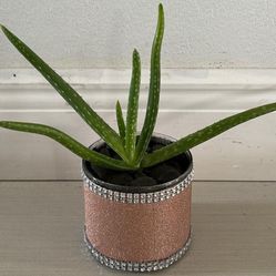 Small Real Aloe Vera Plant 