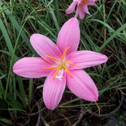 Fairy Lily In Ceramic Pot.