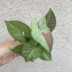 Beautiful Pink Confetti Syngonium Plant