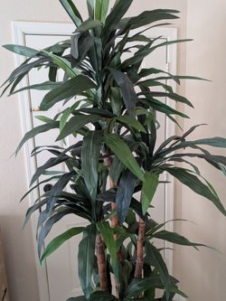 Dracaena