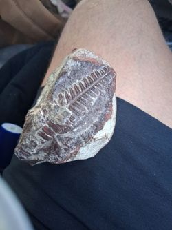 Fossil