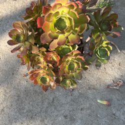Aeoniums