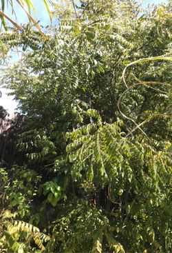 Currey Leaves