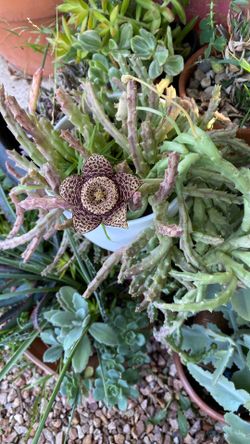 Suculentas With Beautiful Flowers
