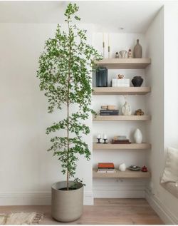 Black Olive Tree