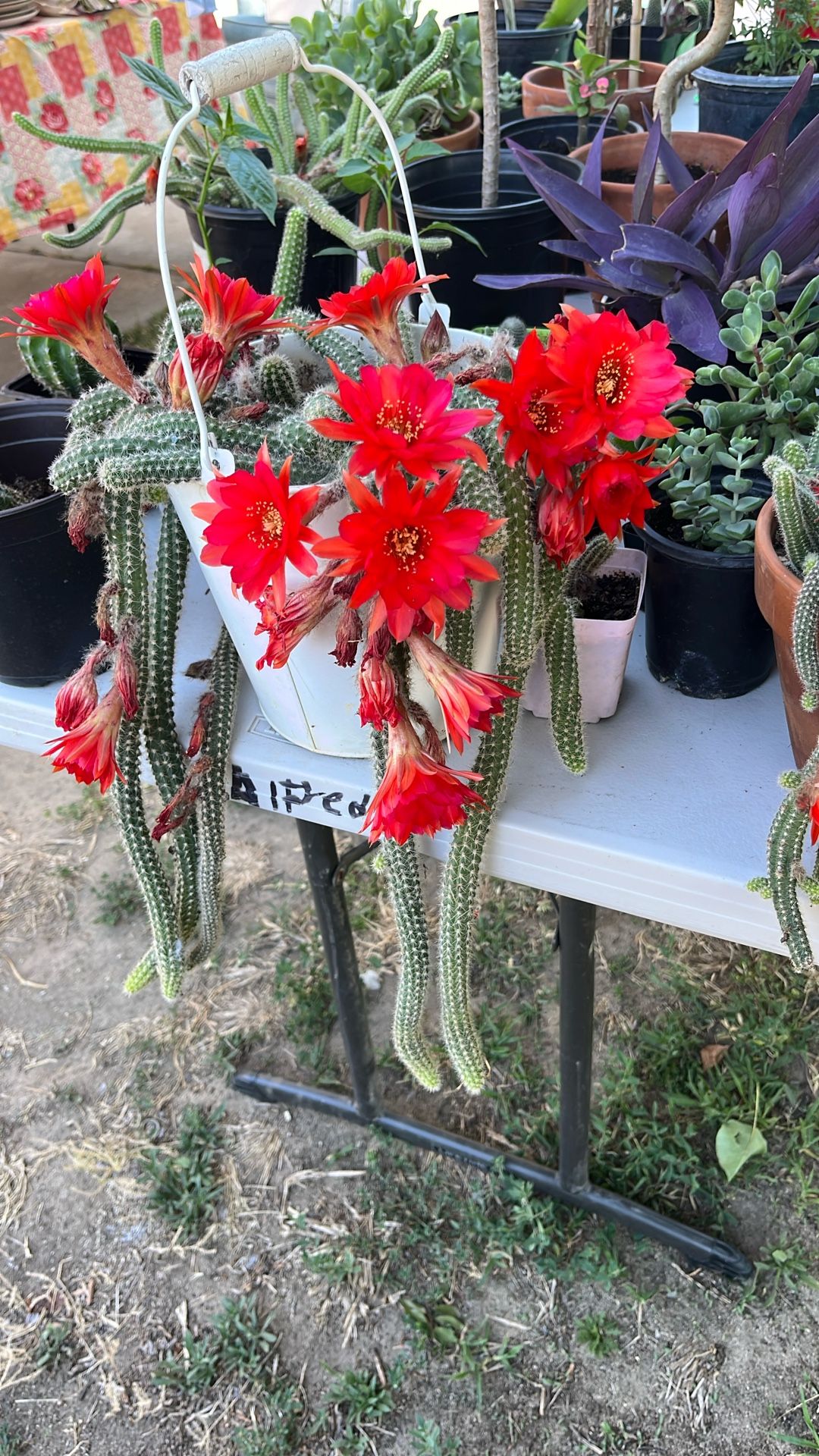 Peanut Cactus Plant Red Flower Like