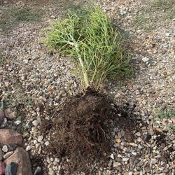 Fire Stick Plant 