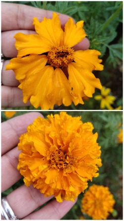Cempasúchil/ Tall Marigolds Plant
